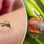 Zabudnite na uštipnutia: Ako jeden jednoduchý liek chráni pred kliešťami