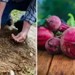 Záhradníci ju dávajú do jamky pri sadení červenej repy: rastie