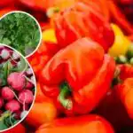 Žiadni škodcovia ani burina - čo zasadiť vedľa papriky